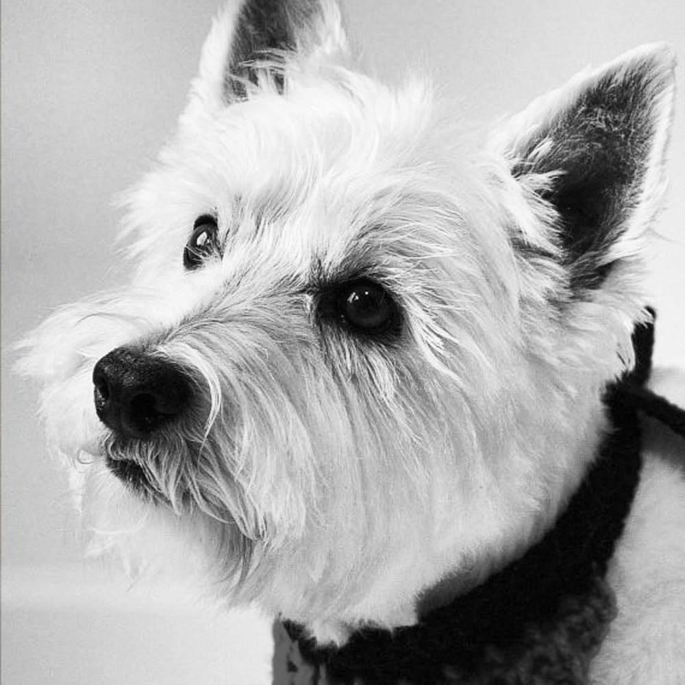 Meet your Posher, Carly